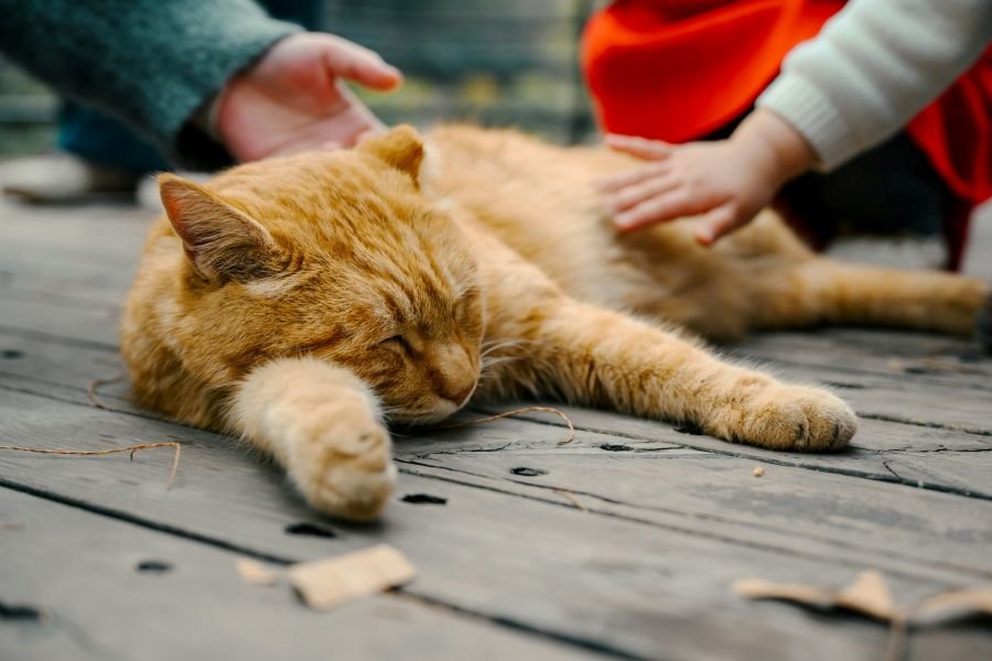 Budgeting for Family Life with a Beloved Pet