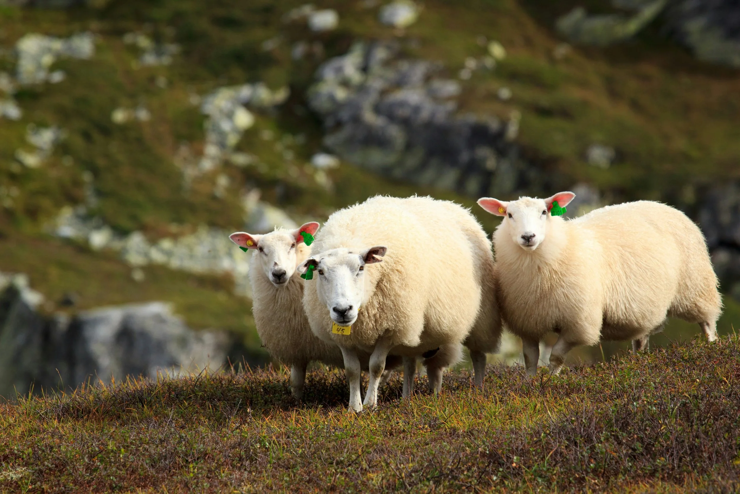Three sheep standing on the side of a mountain