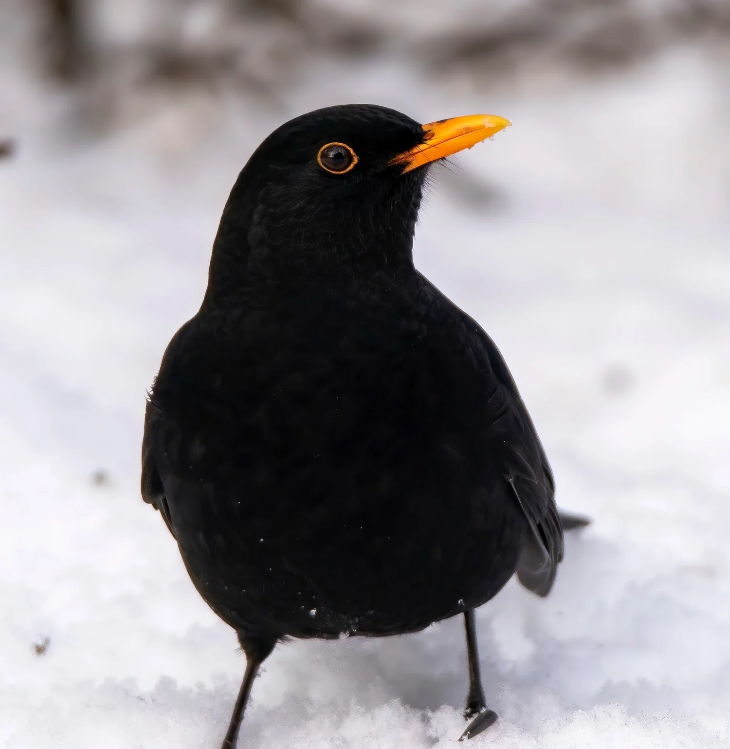 The Days of the Common Blackbird and Why these are the Coldest