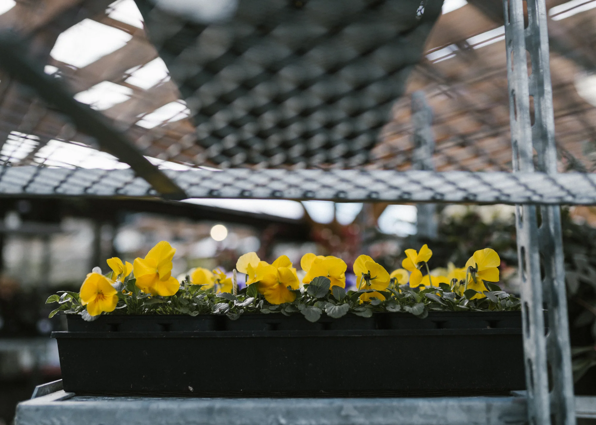 www.sabrinamayphotography.com,Floral,greenhouse-5.jpg