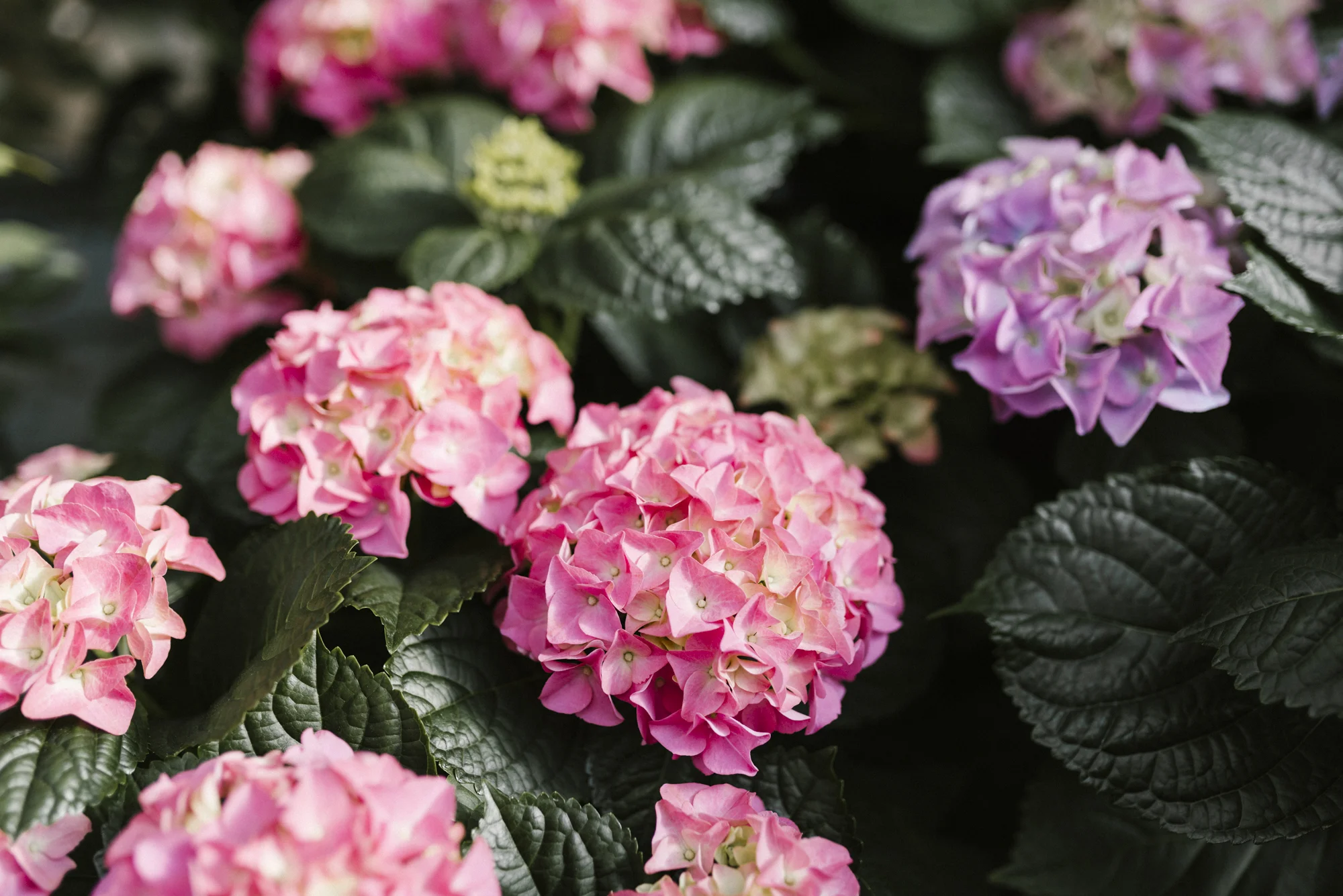 www.sabrinamayphotography.com,Floral,greenhouse-11.jpg