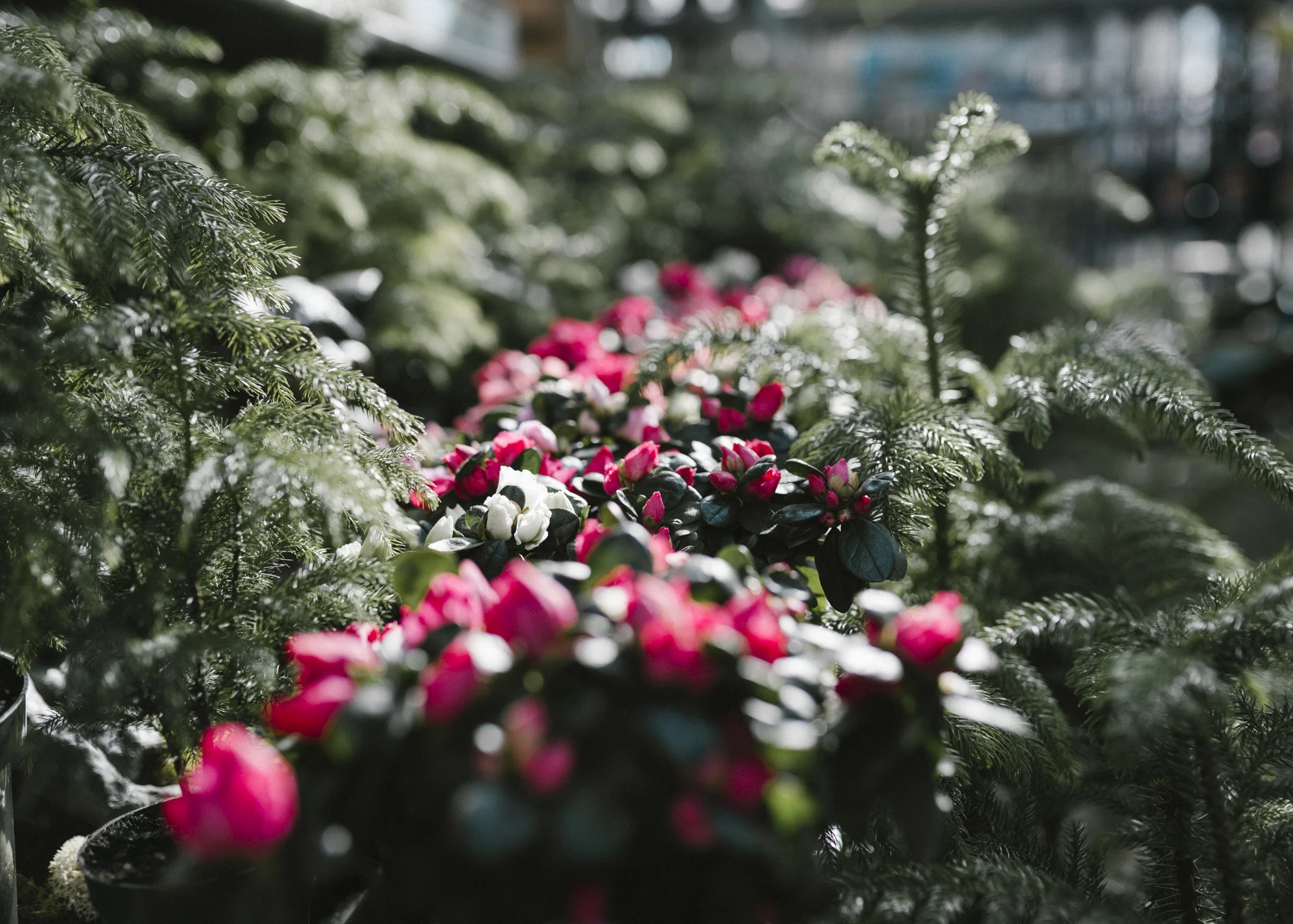 www.sabrinamayphotography.com,Floral,greenhouse-12.jpg