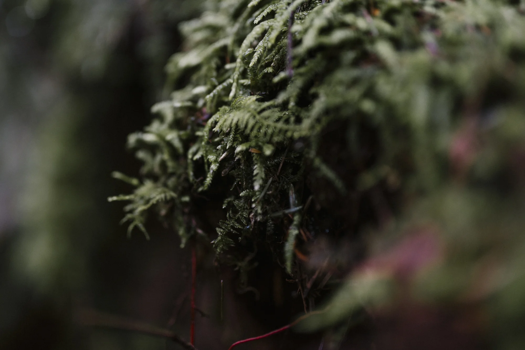 www.sabrinamayphotography.com,Floral,greenhouse-21.jpg