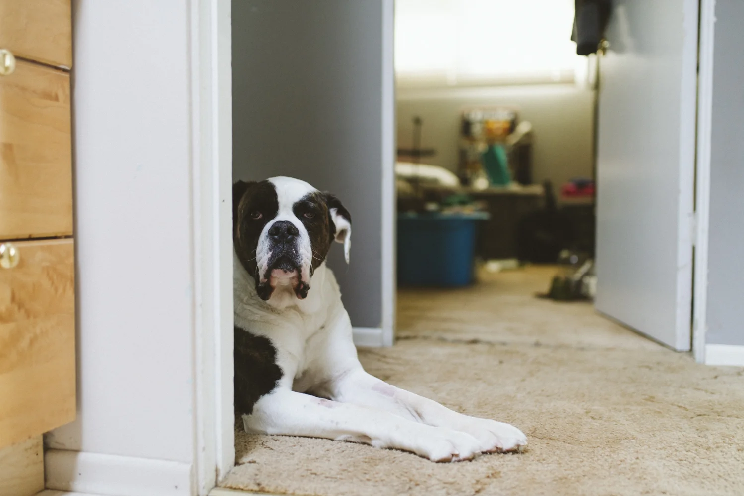 Bear,sabrinamayphotography-3.jpg