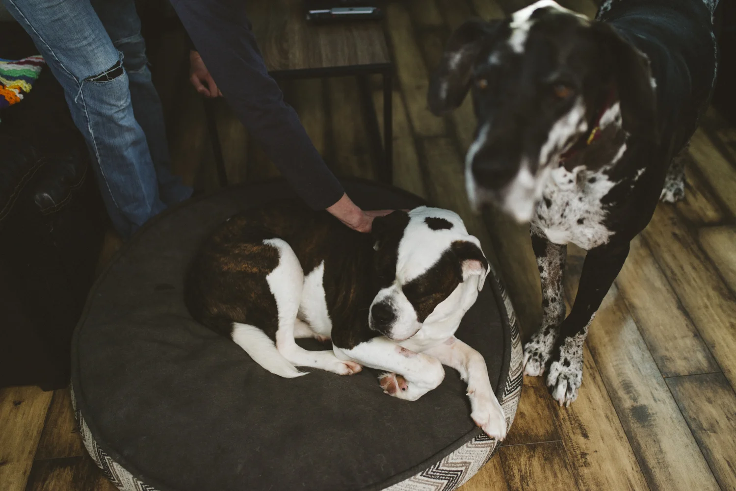 Bear,sabrinamayphotography-8.jpg