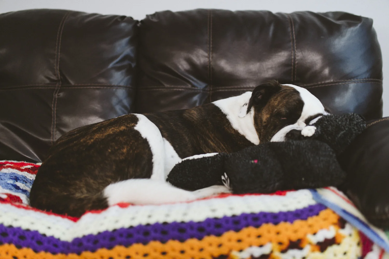 Bear,sabrinamayphotography-18.jpg