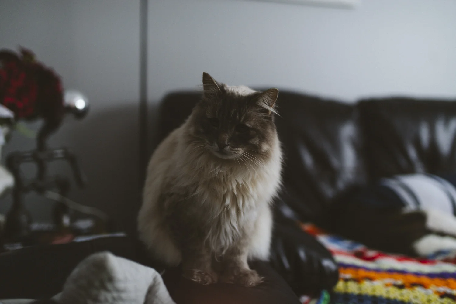 Bear,sabrinamayphotography-25.jpg