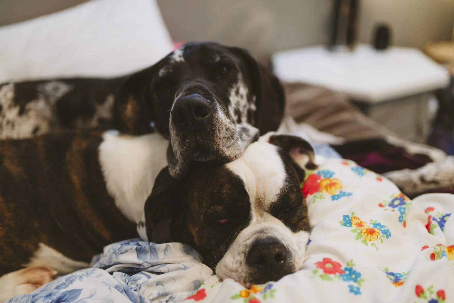 Bear,sabrinamayphotography-40.jpg