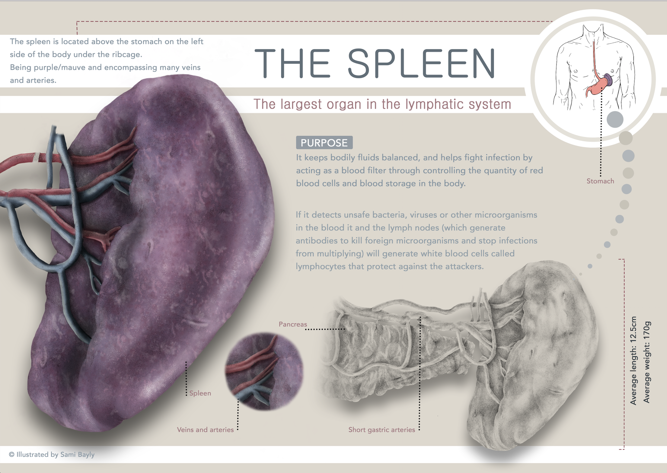 Spleen Infographic