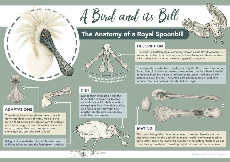Spoonbill Infographic