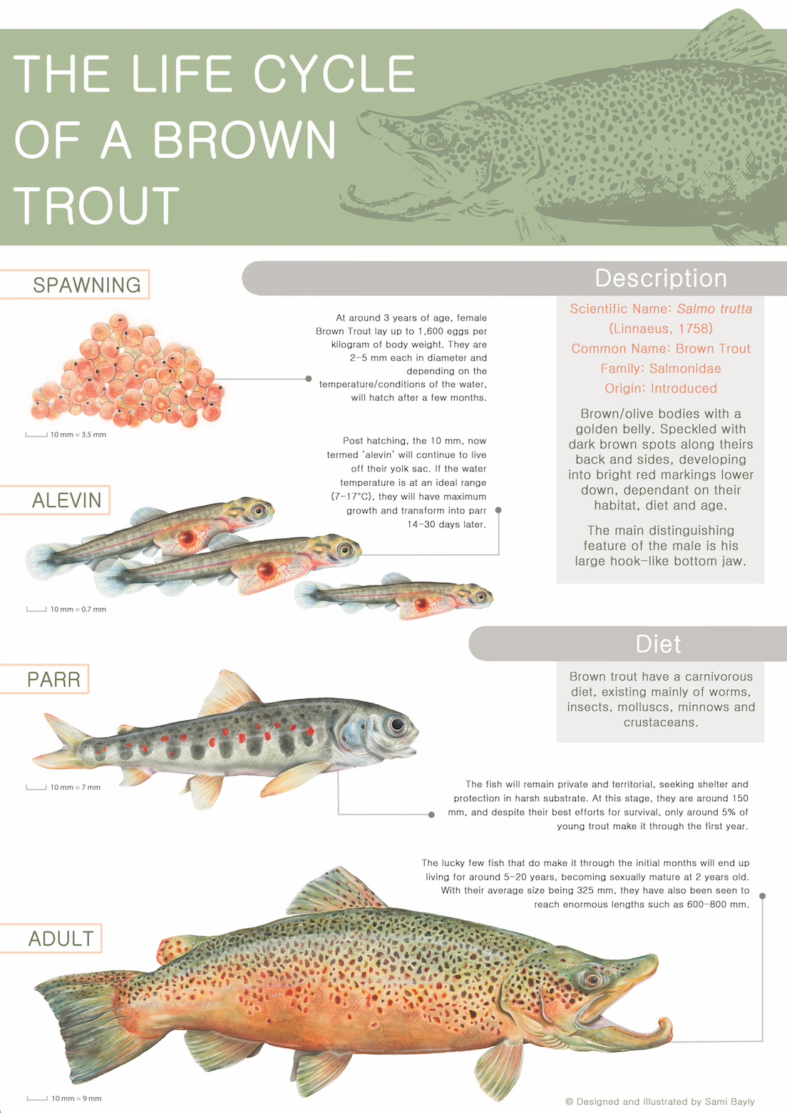 Life Cycle of a Brown Trout Infographic