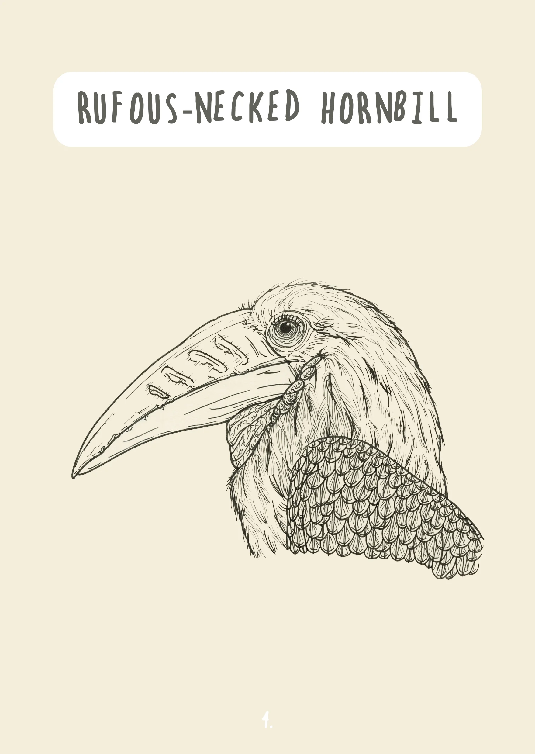 Rufous-necked Hornbill