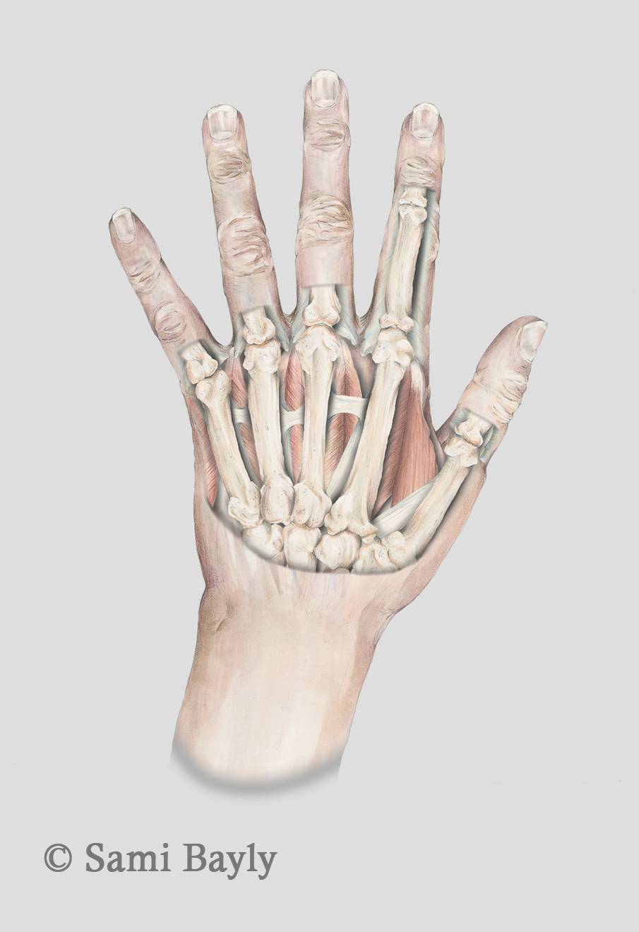 X-ray Hand