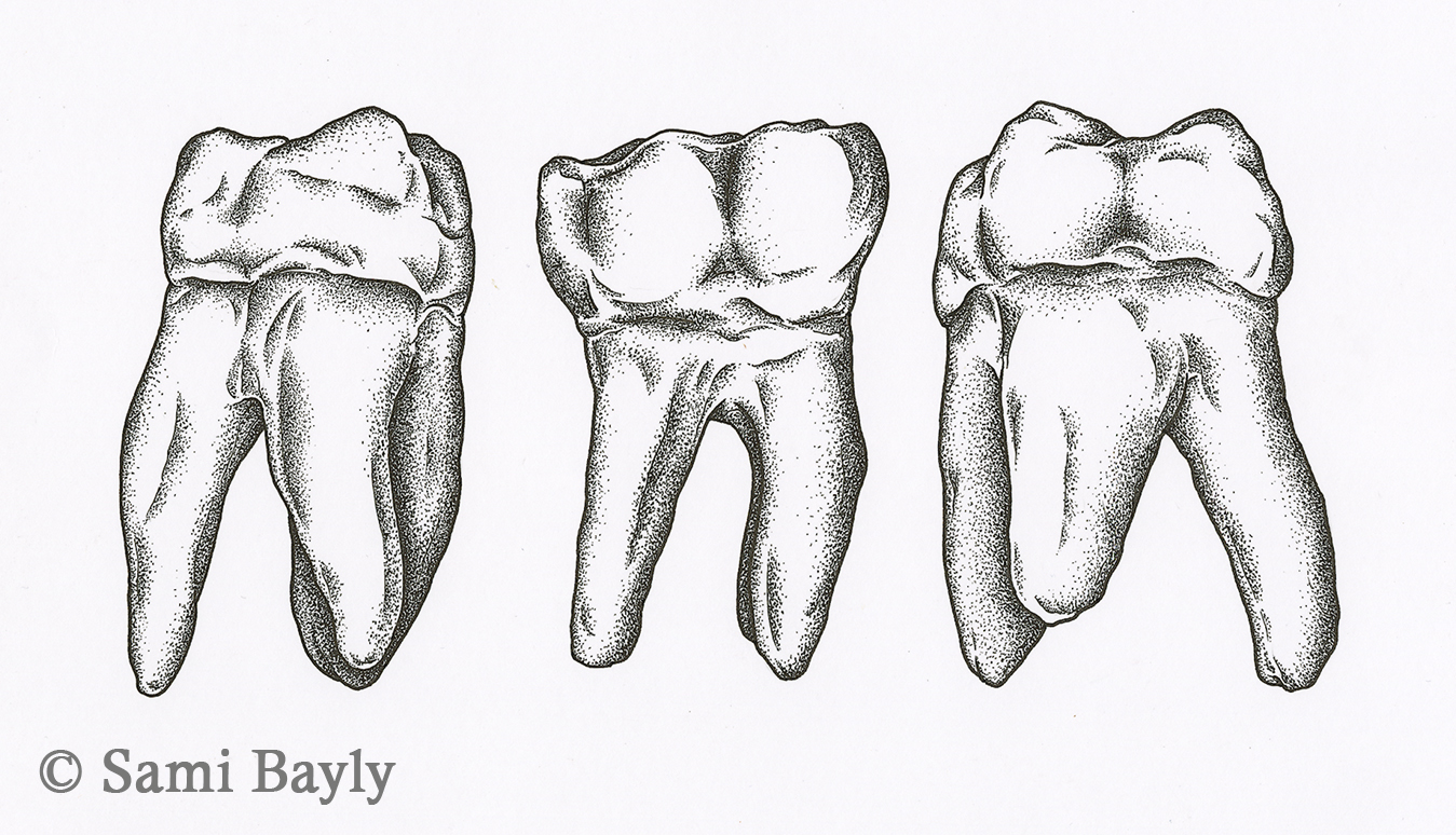 Teeth