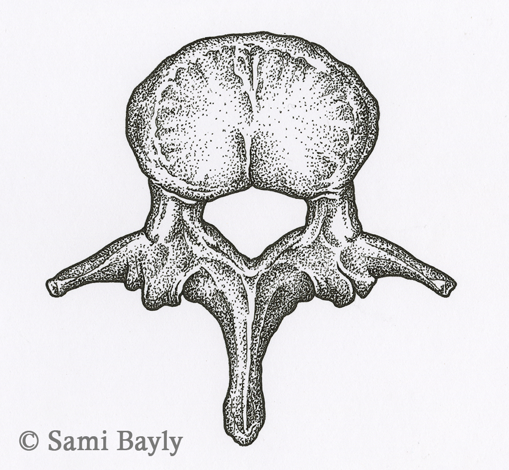 Vertebrae