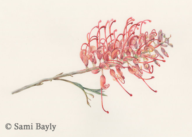 Grevillea