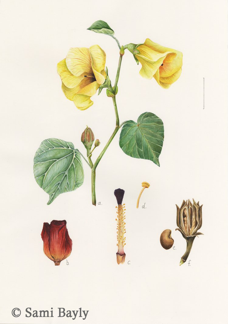 Hibiscus tiliaceus