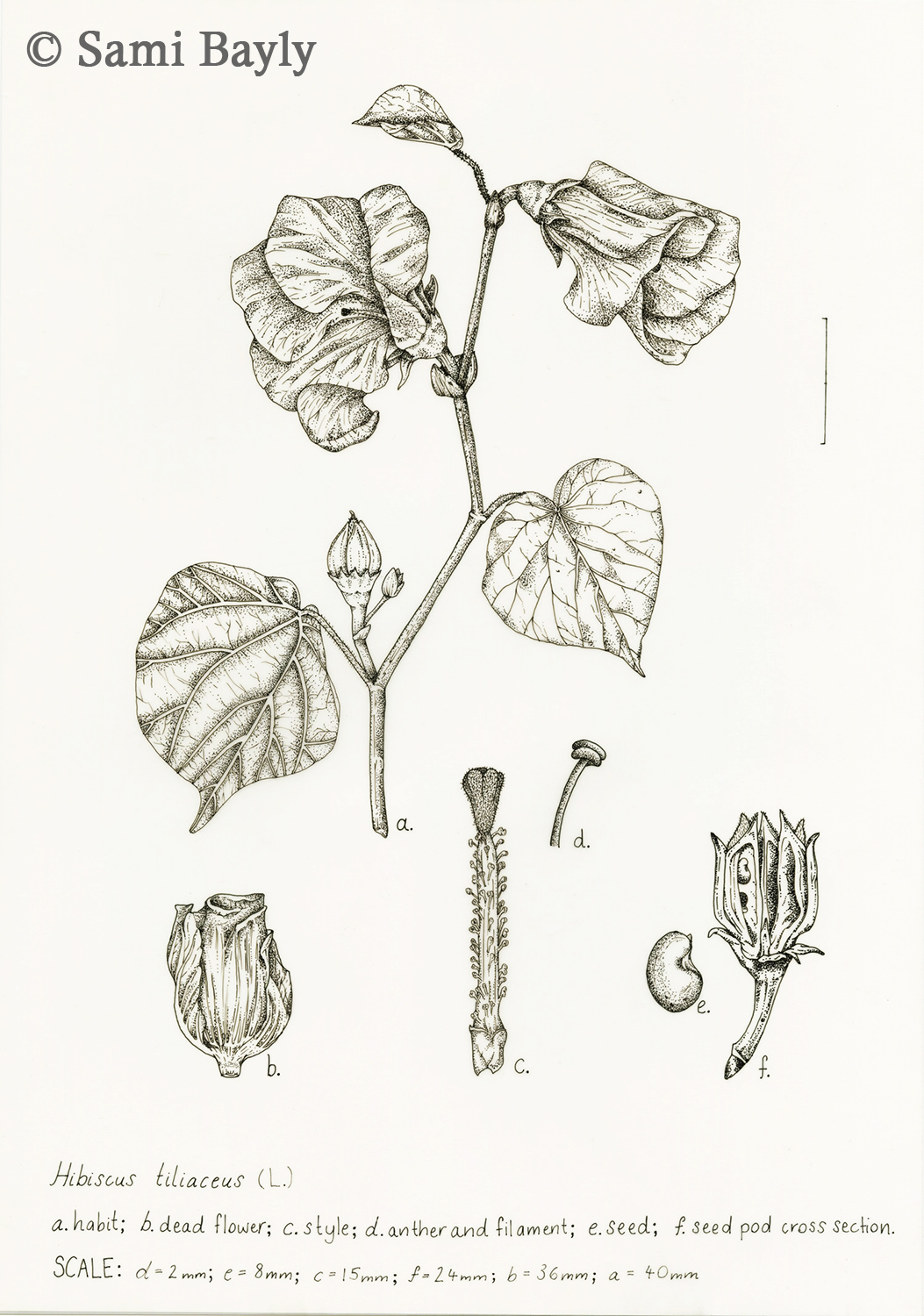 Line Hibiscus tiliaceus