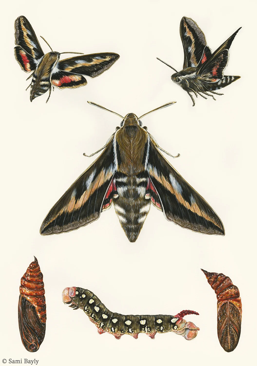 Bedstraw Hawk-moth (Hyles gallii)