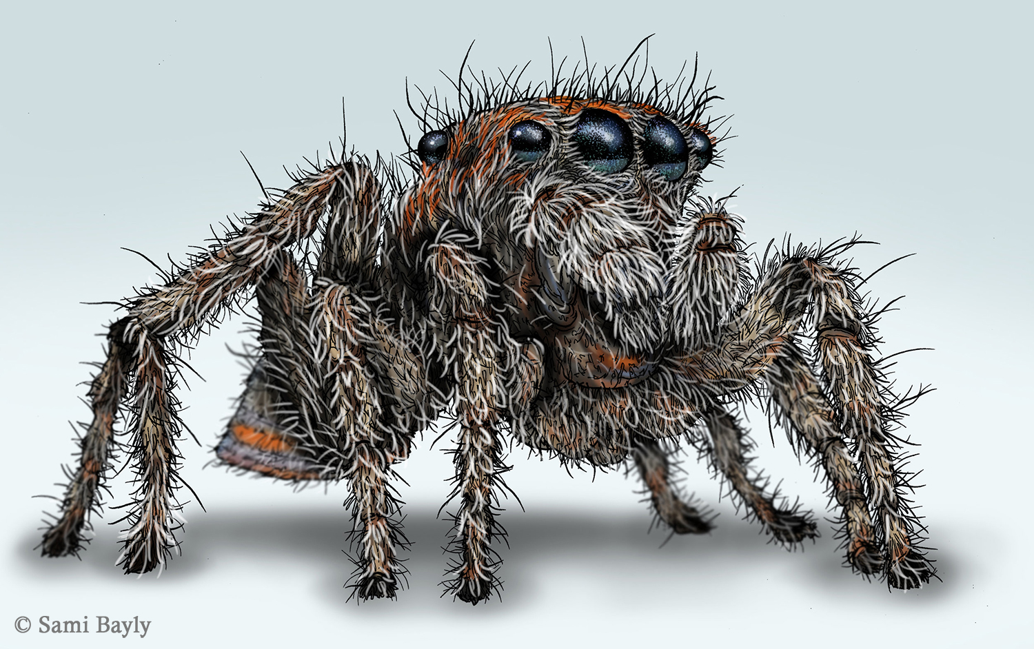 Maratus volans (Peacock Spider)