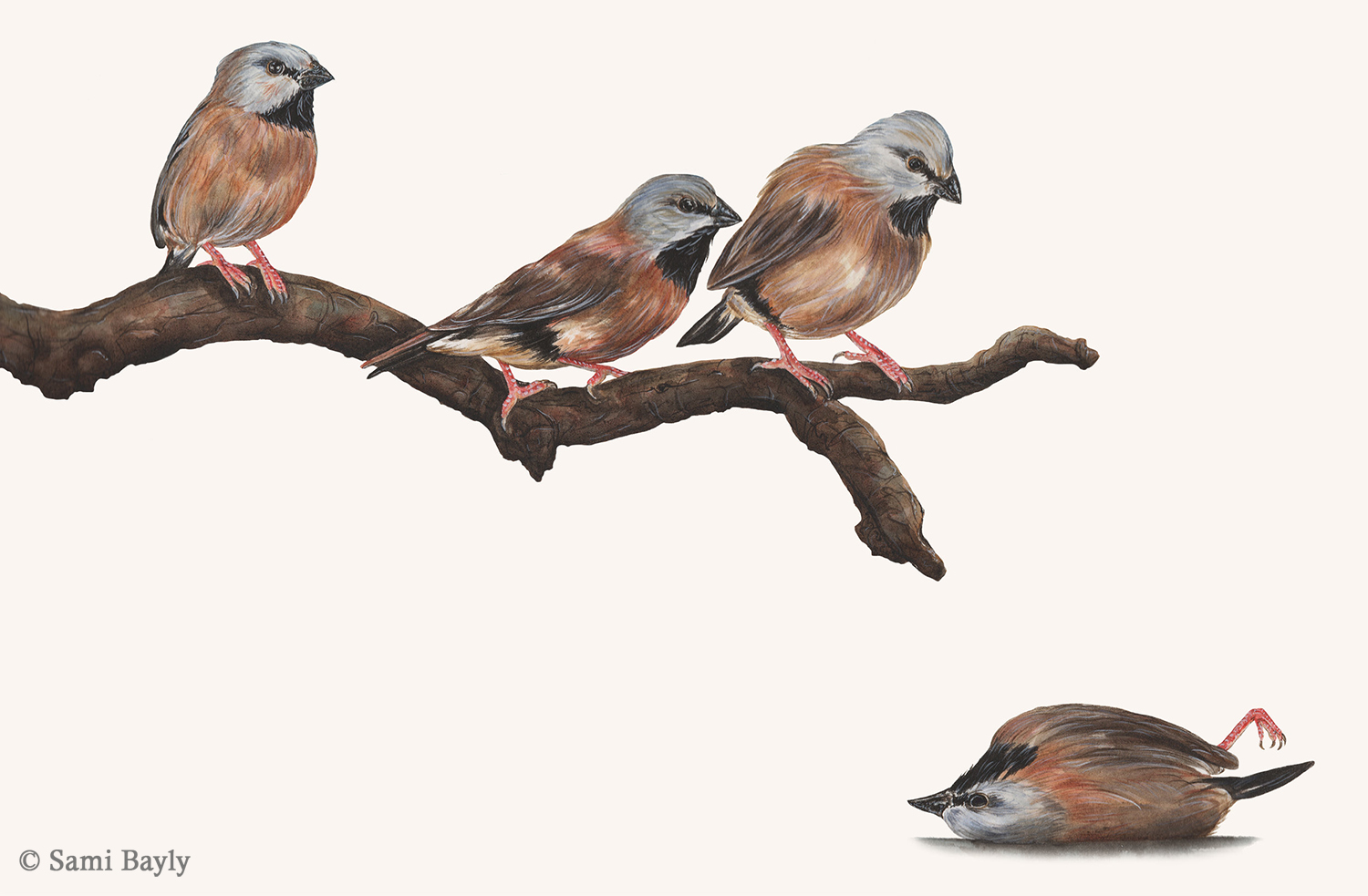 Black Throated Finch