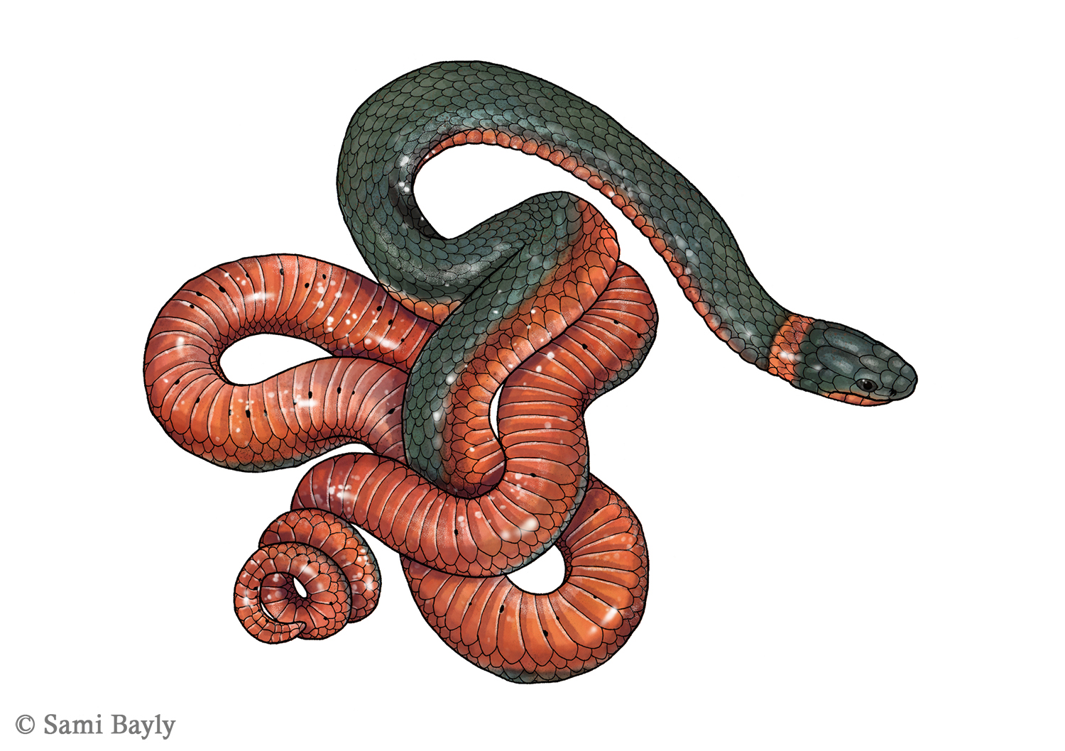 Ring-necked Snake