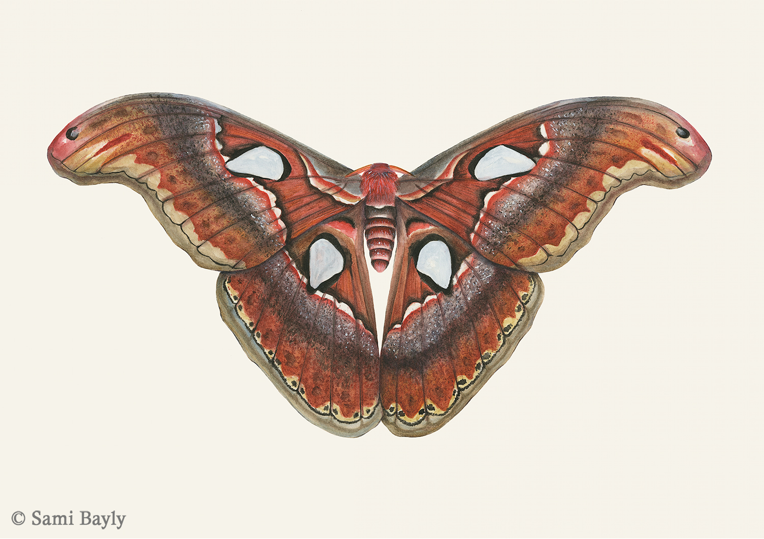 Atlas Moth