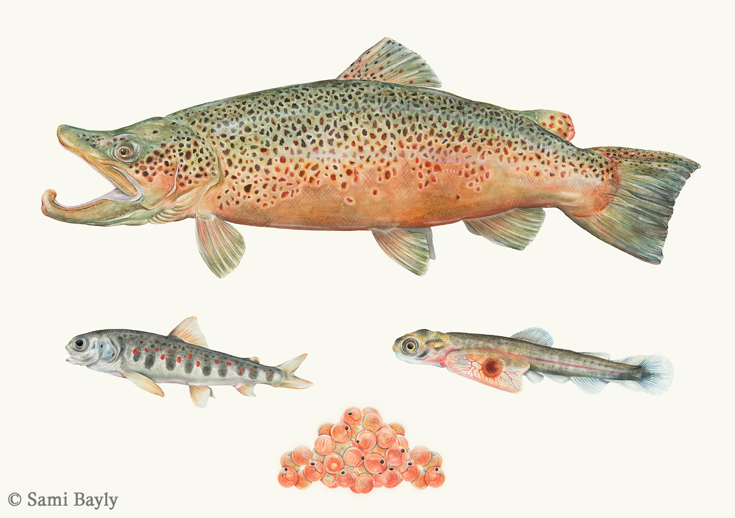 Life Cycle of a Brown Trout