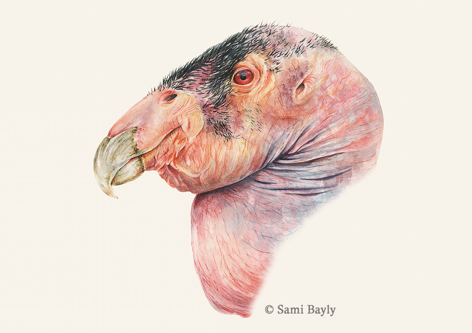 California Condor