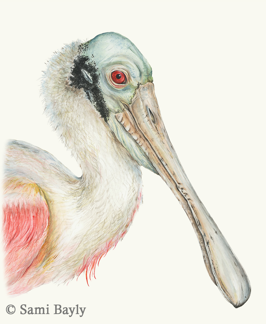 Roseate Spoonbill