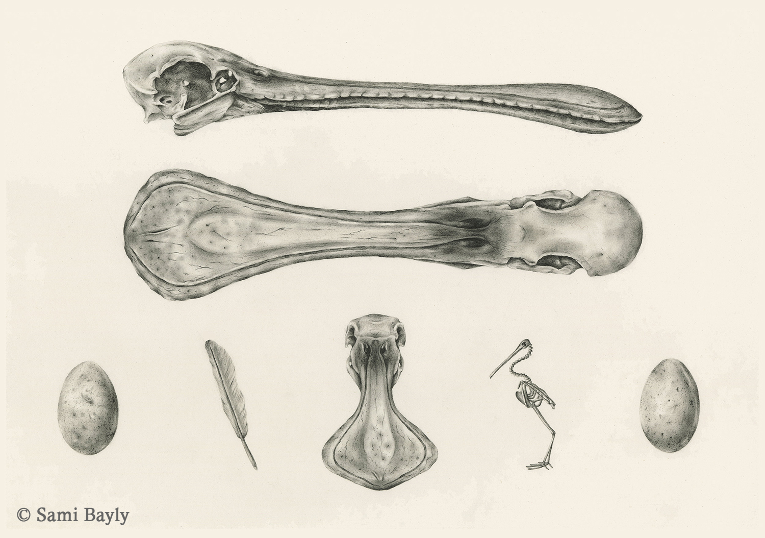 Royal Spoonbill Scientific Plate