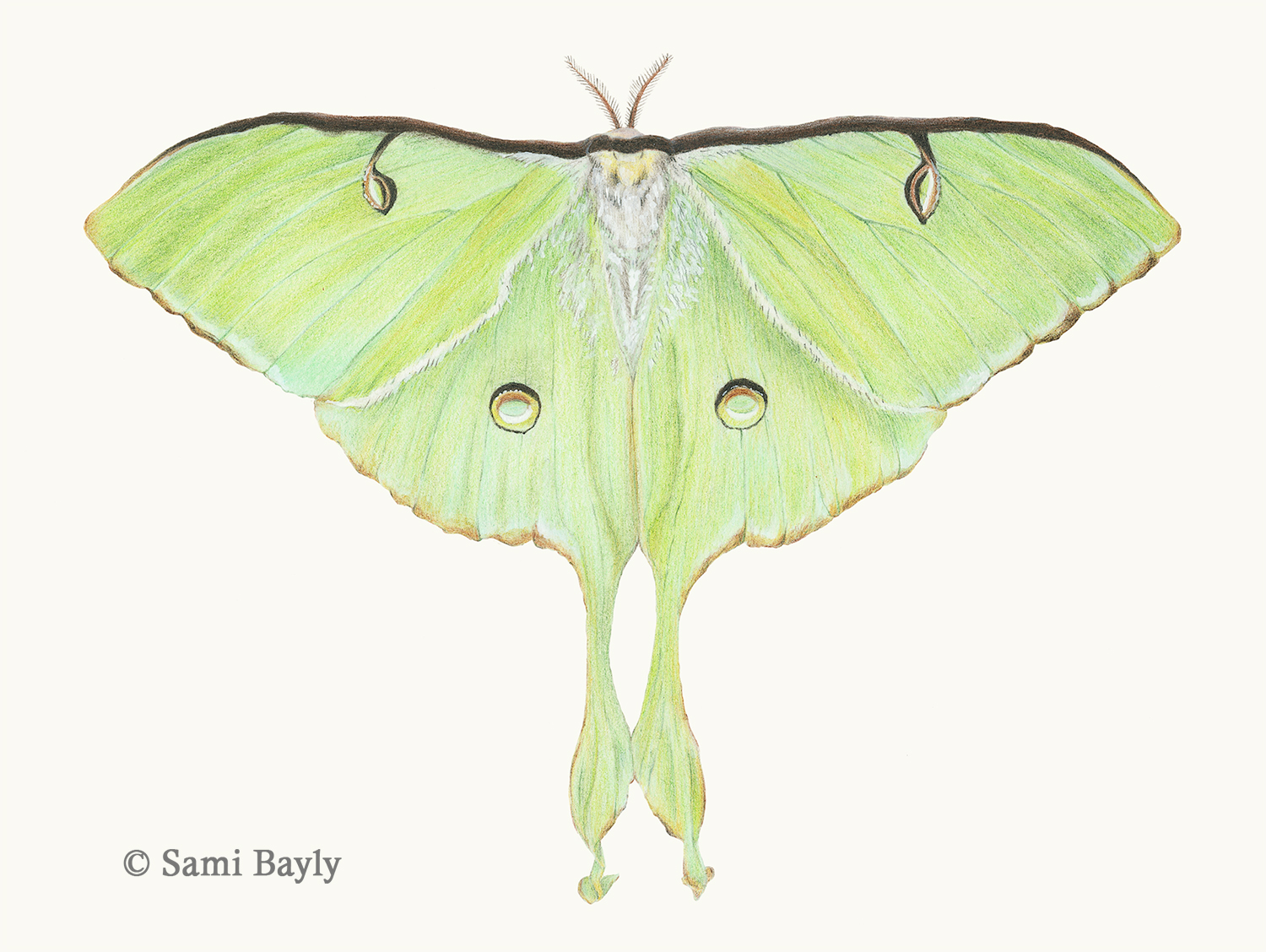 Luna Moth