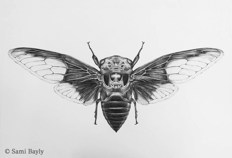 Cicada