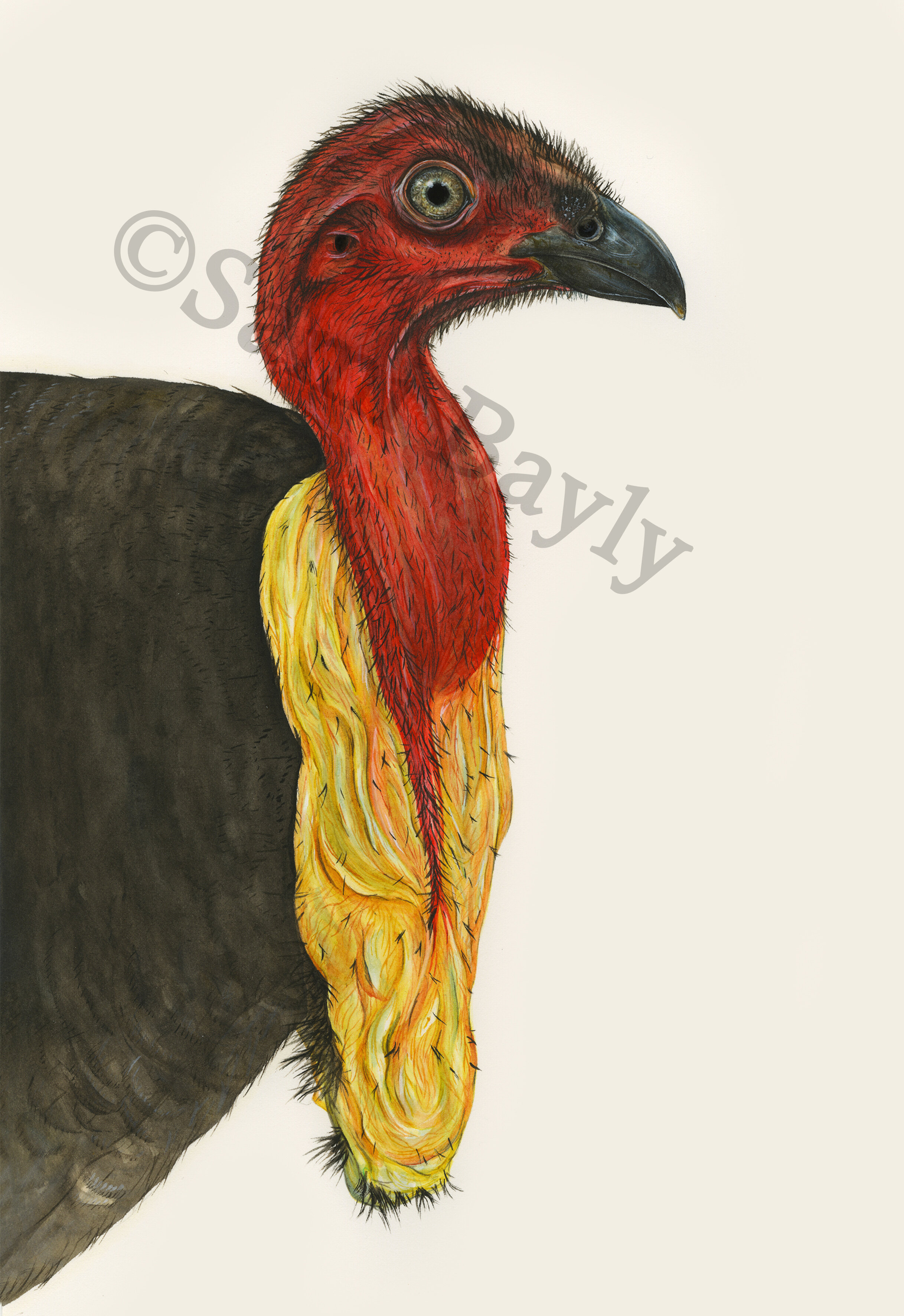 Australian Brush Turkey.jpg