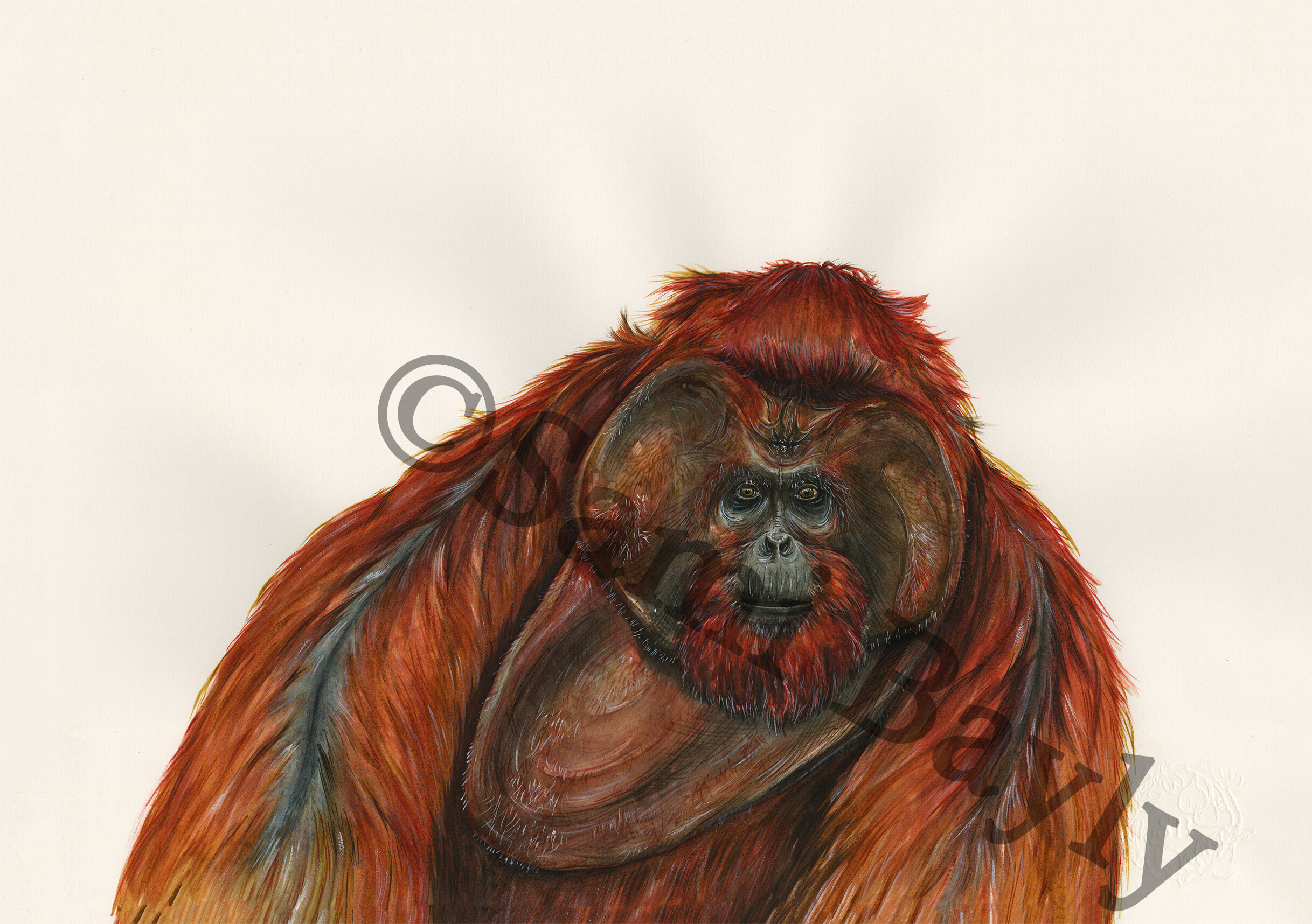 Bornean Orangutan.jpg
