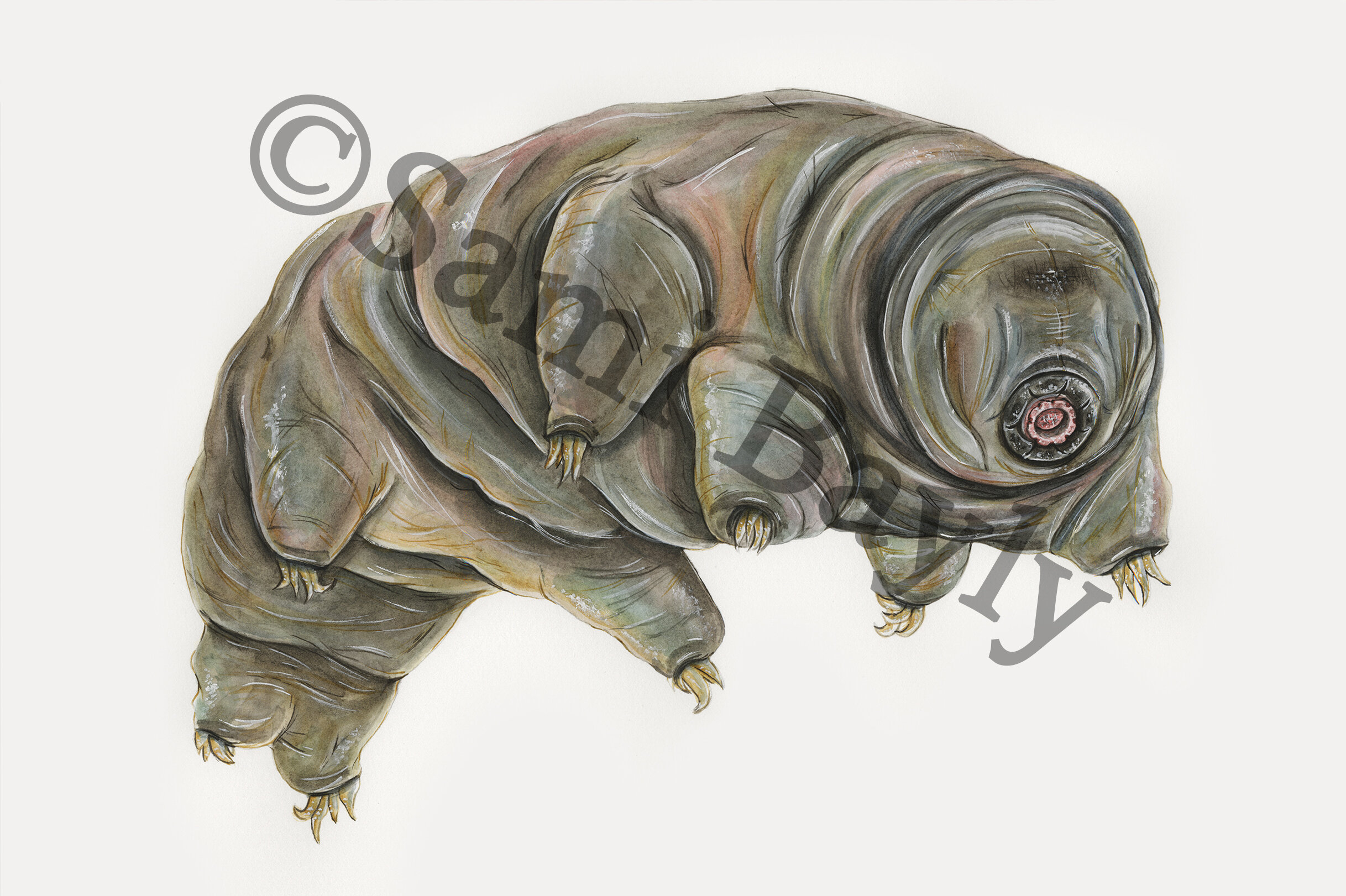 Tardigrade.jpg