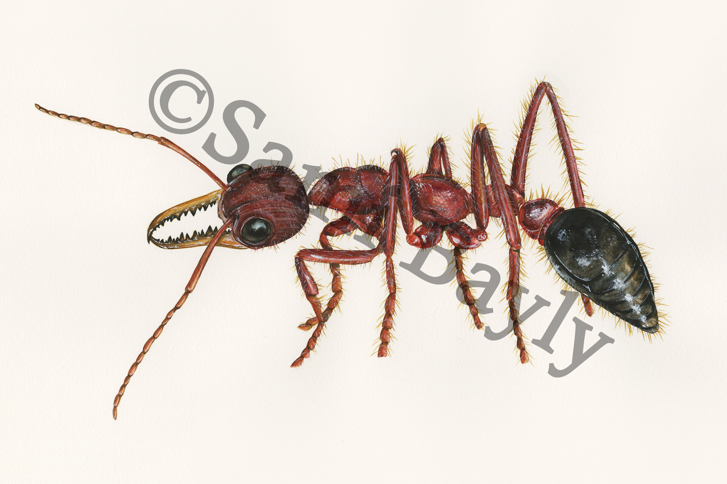 Bulldog Ant.jpg