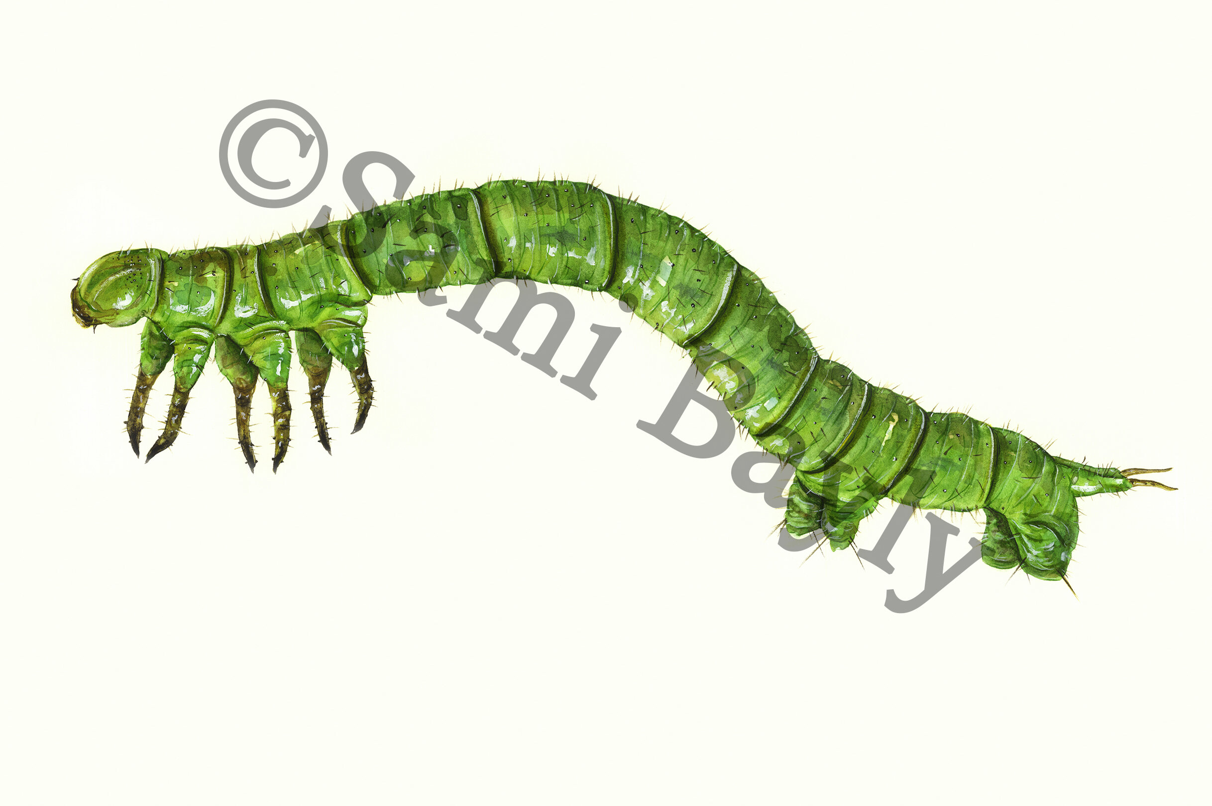 Carnivorous Caterpillar.jpg