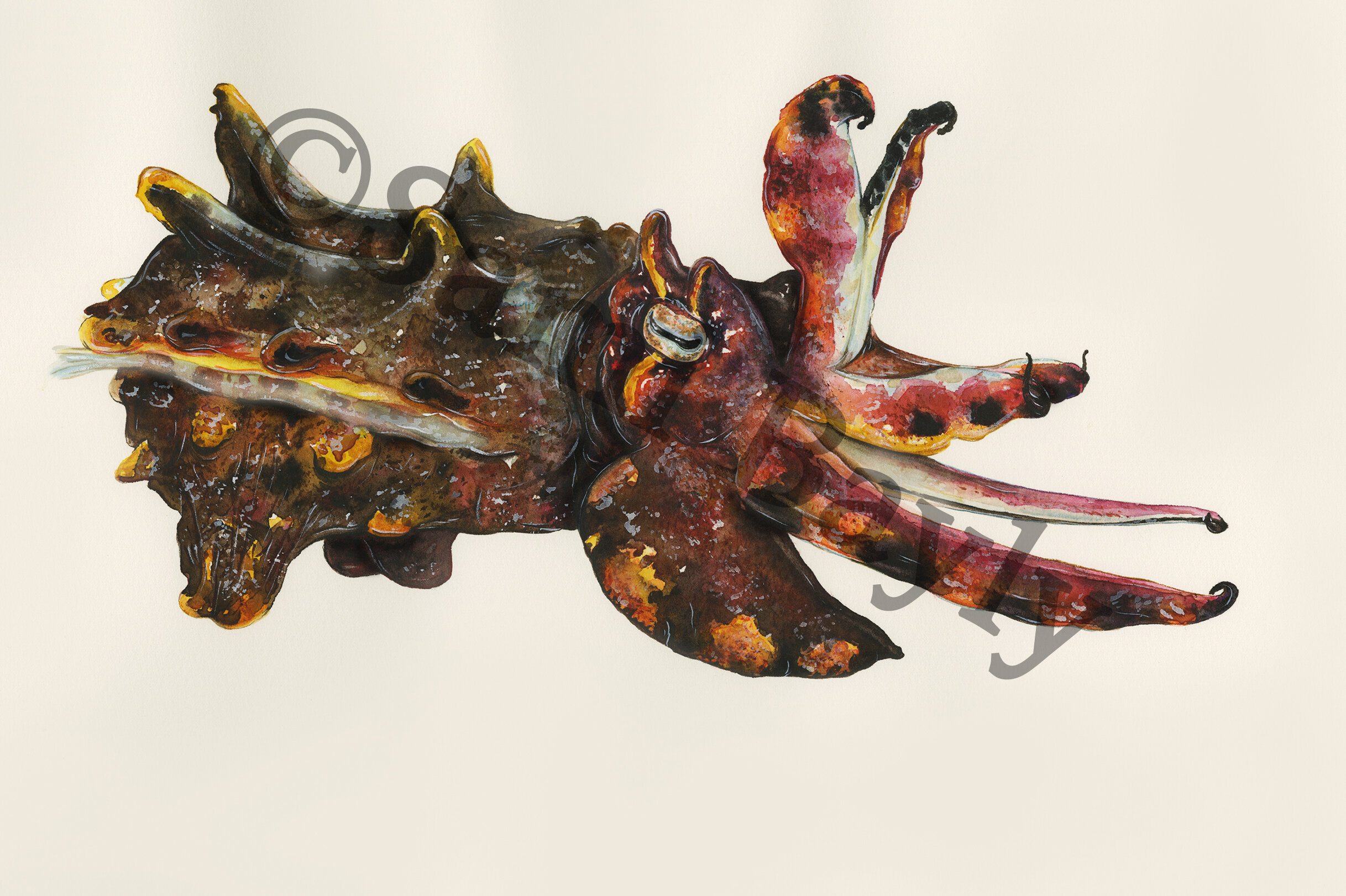 Flamboyant Cuttlefish.jpg