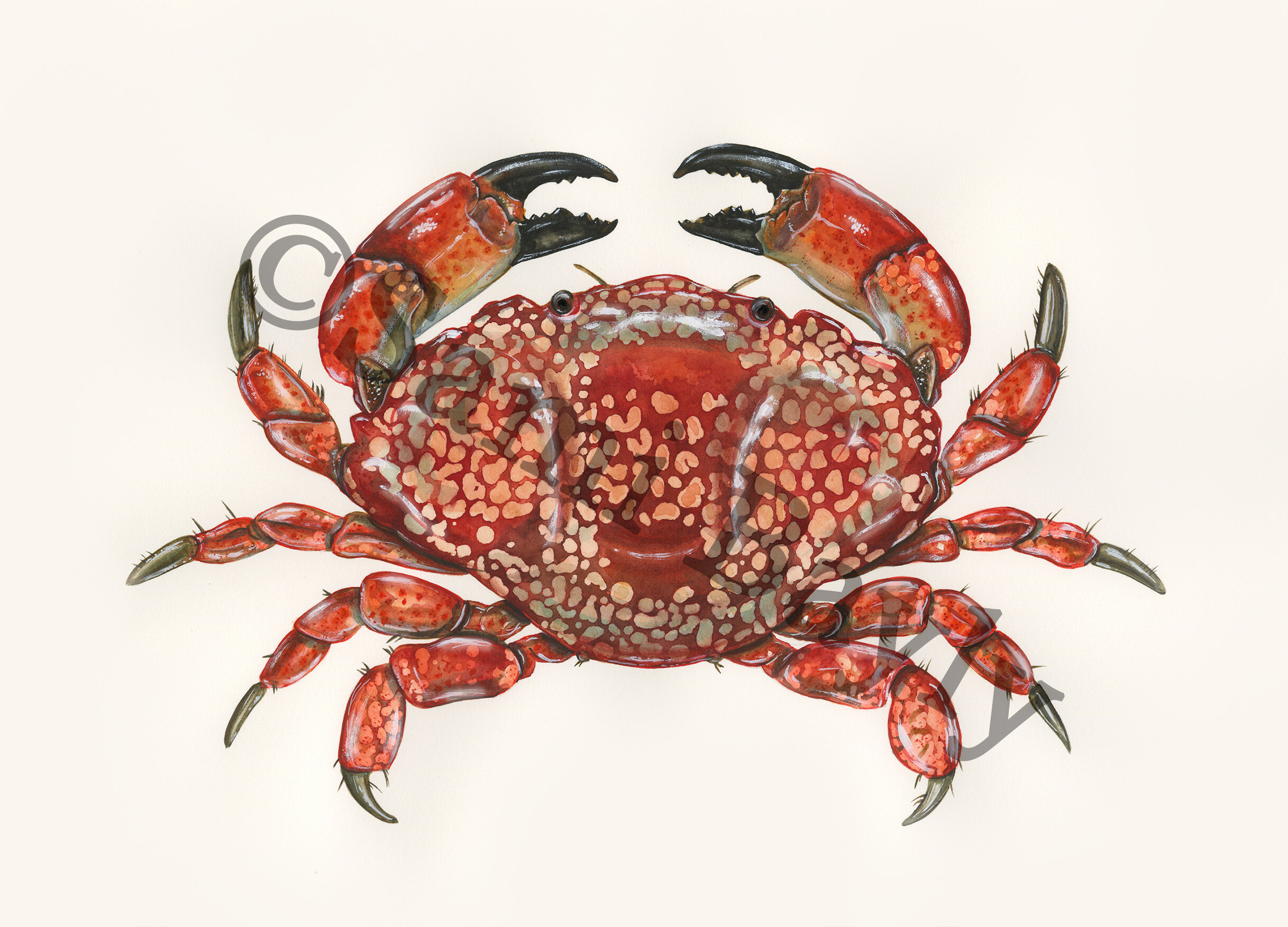 Mosaic Crab.jpg