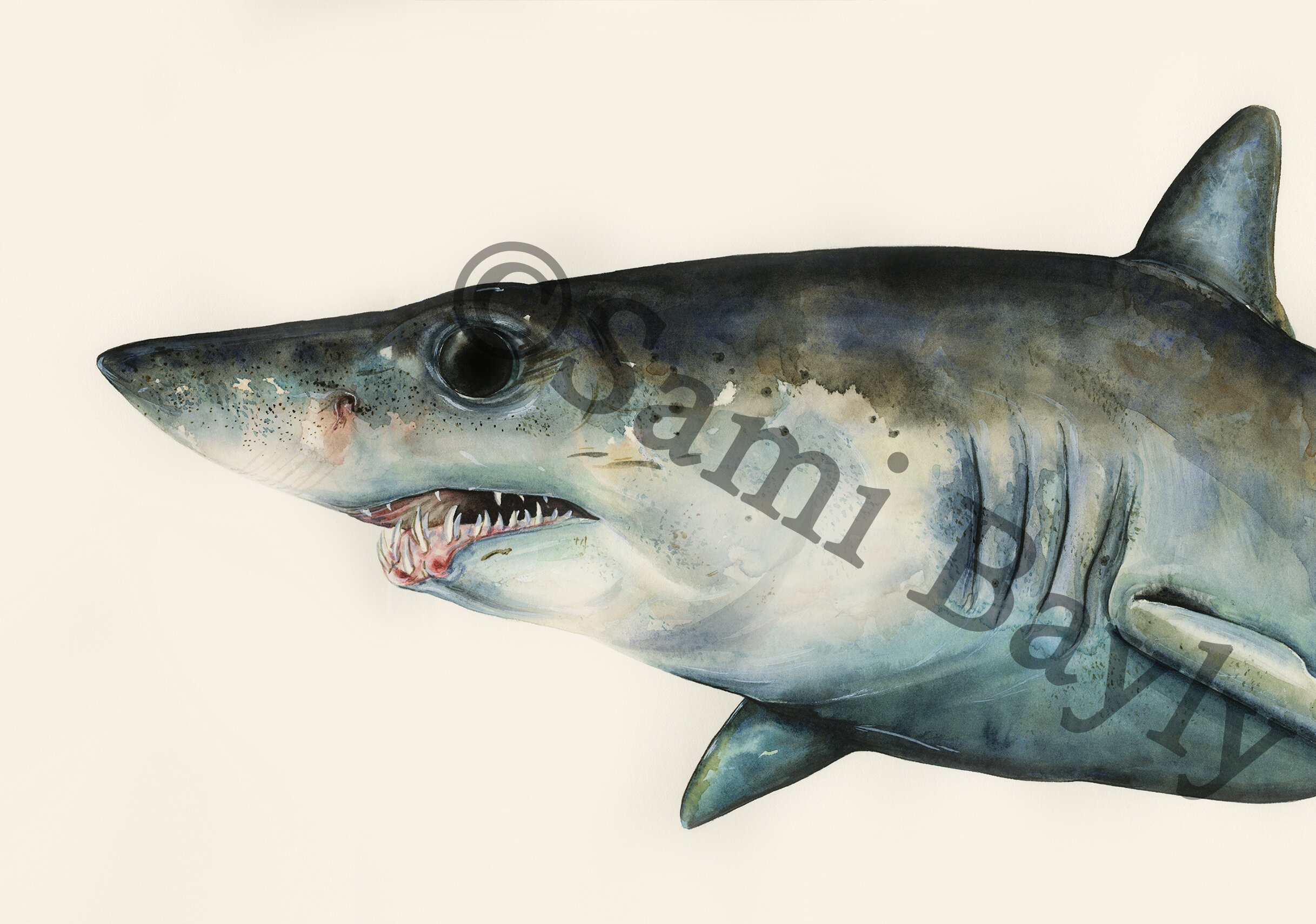 Shortfin Mako Shark.jpg