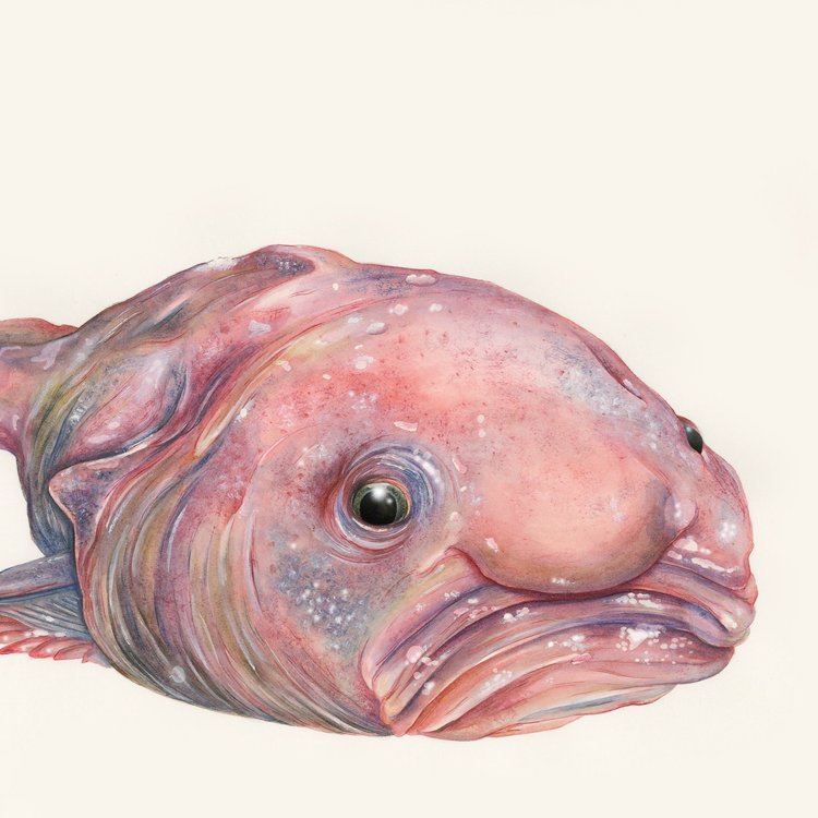 Vembly Fish About — Sami Bayly