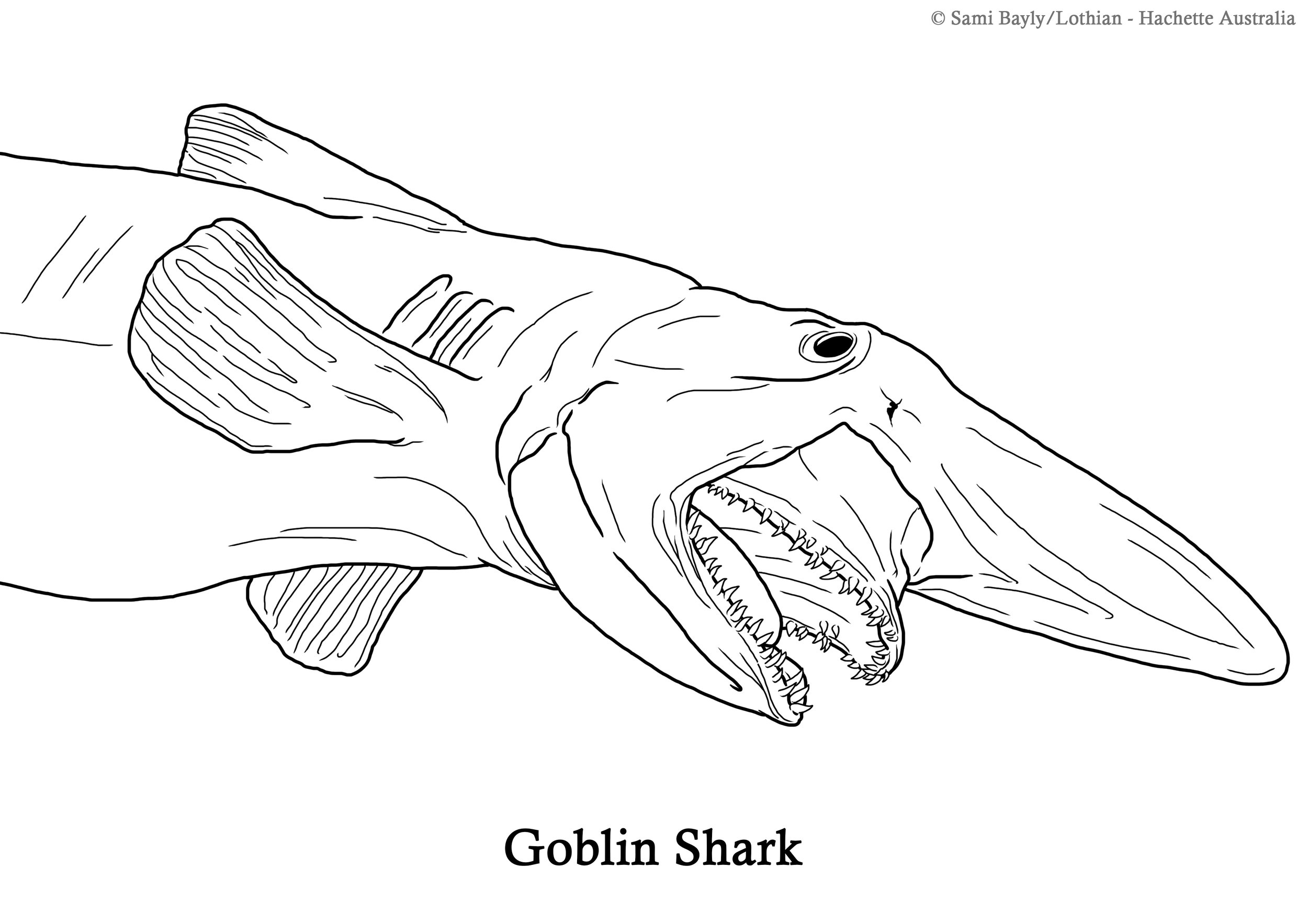 Goblin Shark Line Drawing.jpg
