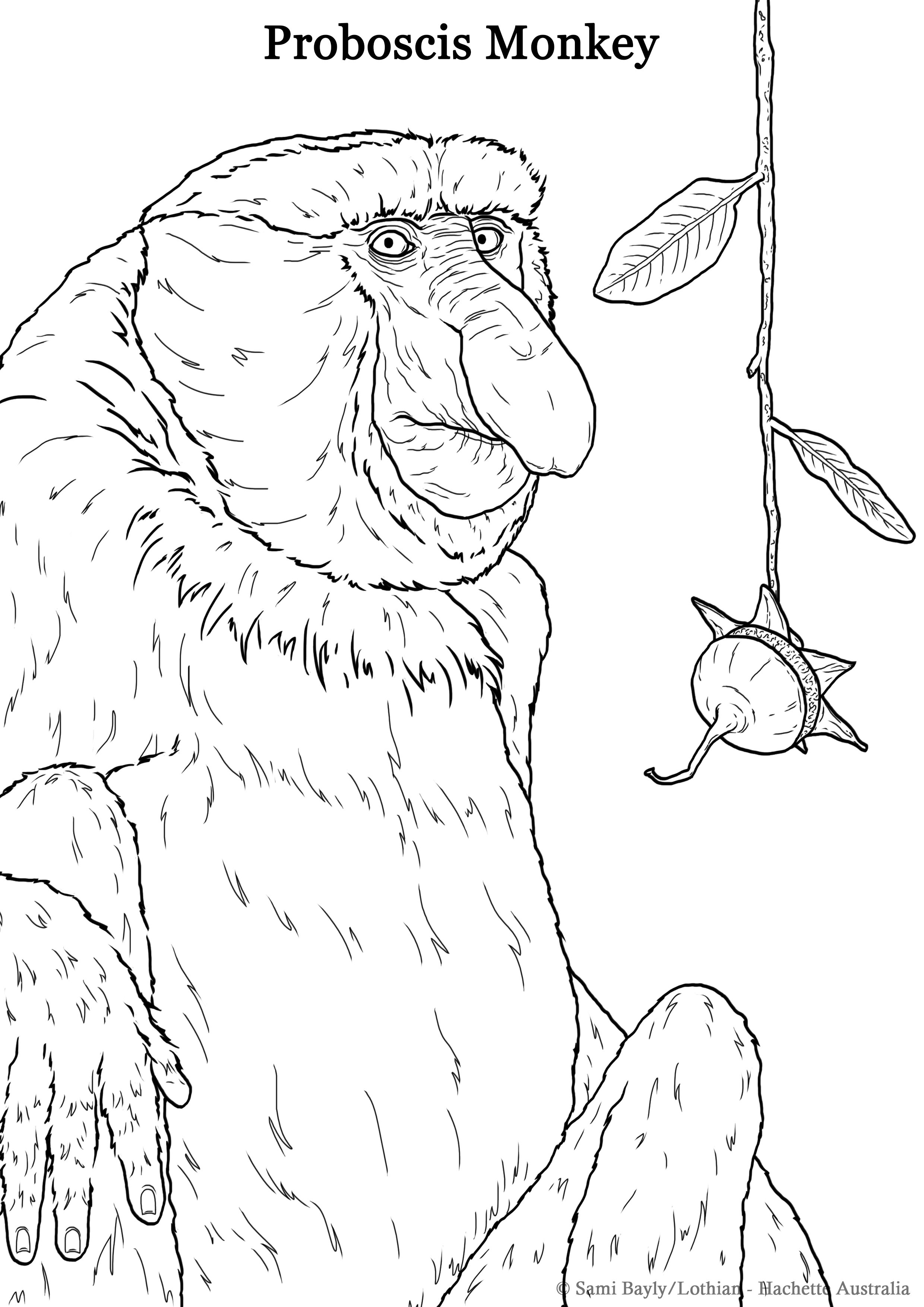 Proboscis Monkey Line Drawing.jpg