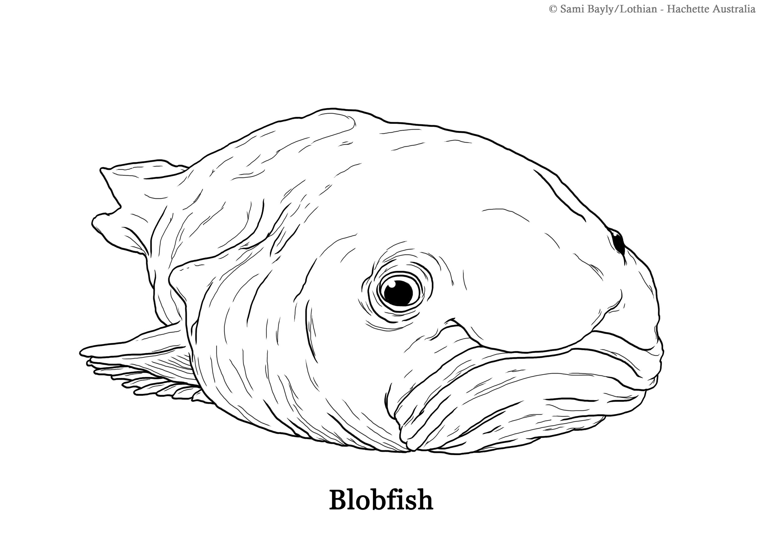 Blobfish Line Drawing.jpg