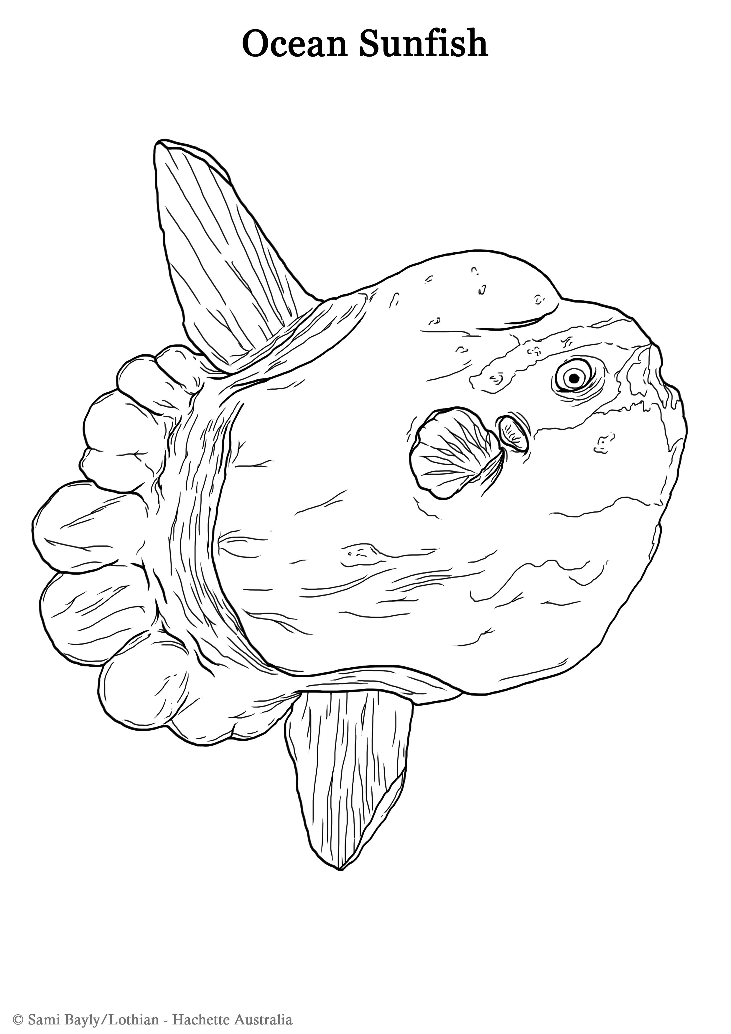 Ocean Sunfish Line Drawing.jpg