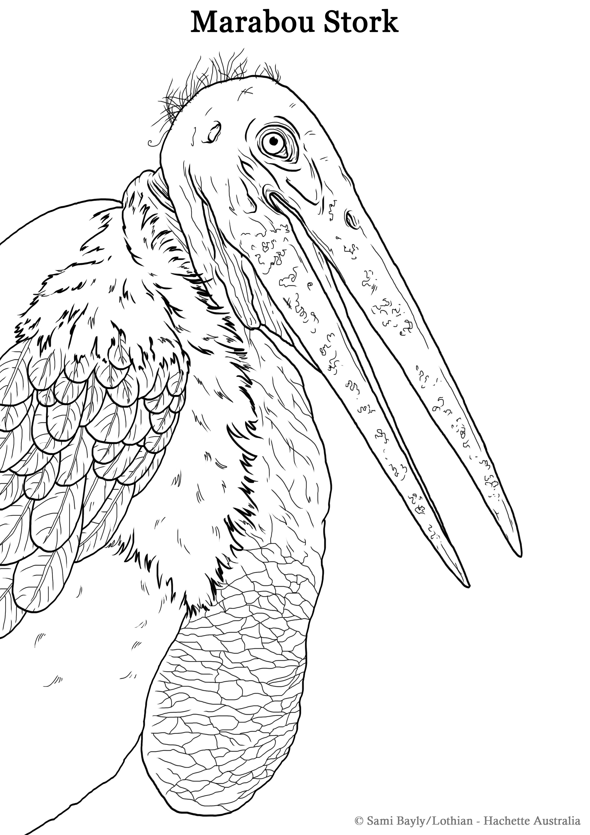 Marabou Stork Line Drawing.jpg