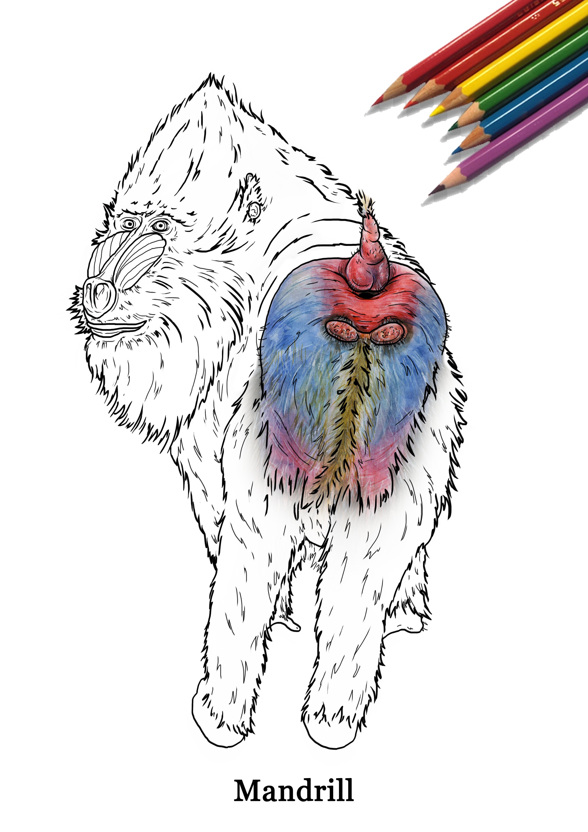 Mandrill Line Drawing Promo.jpg