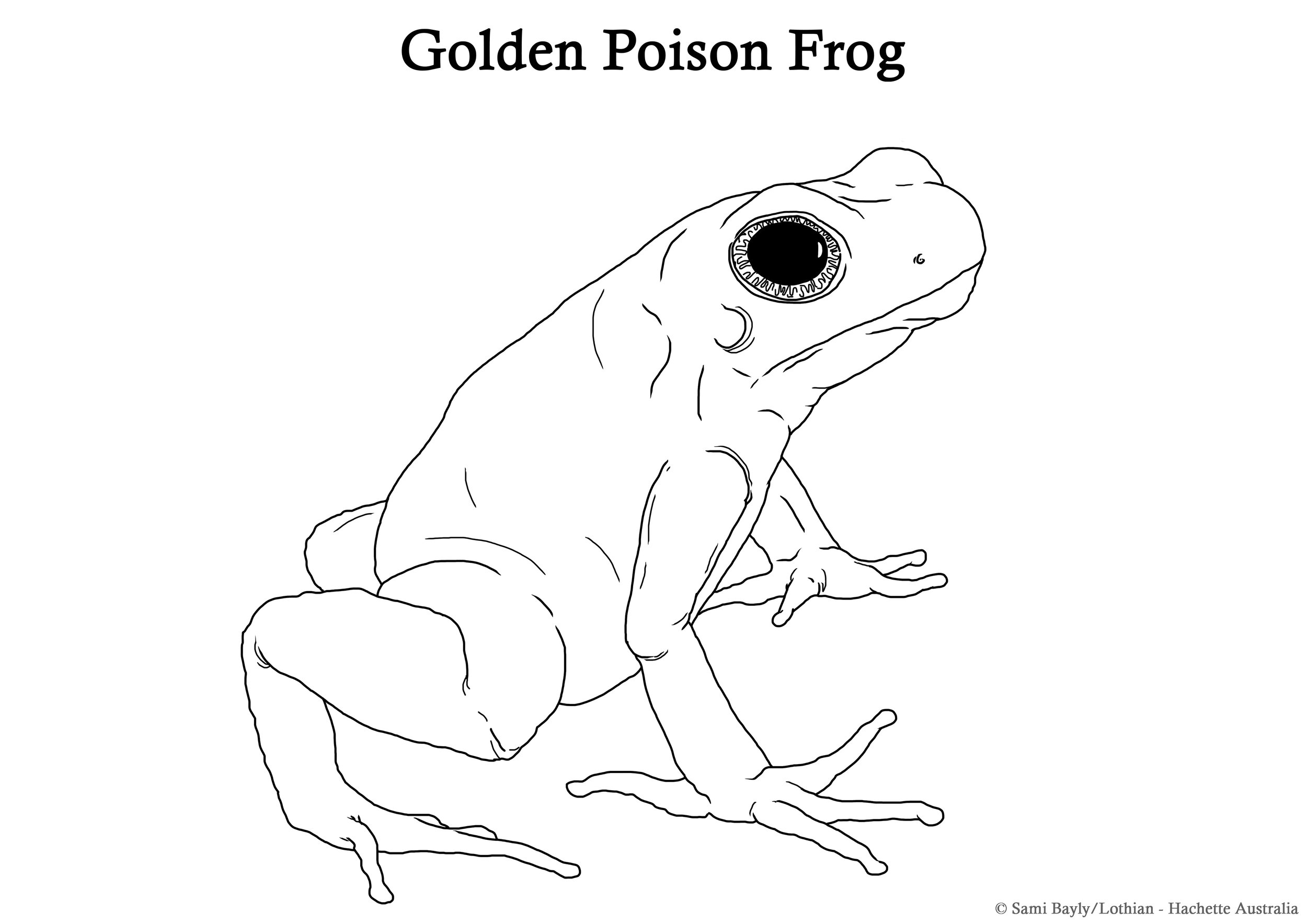 Golden Poison Frog Line Drawing.jpg