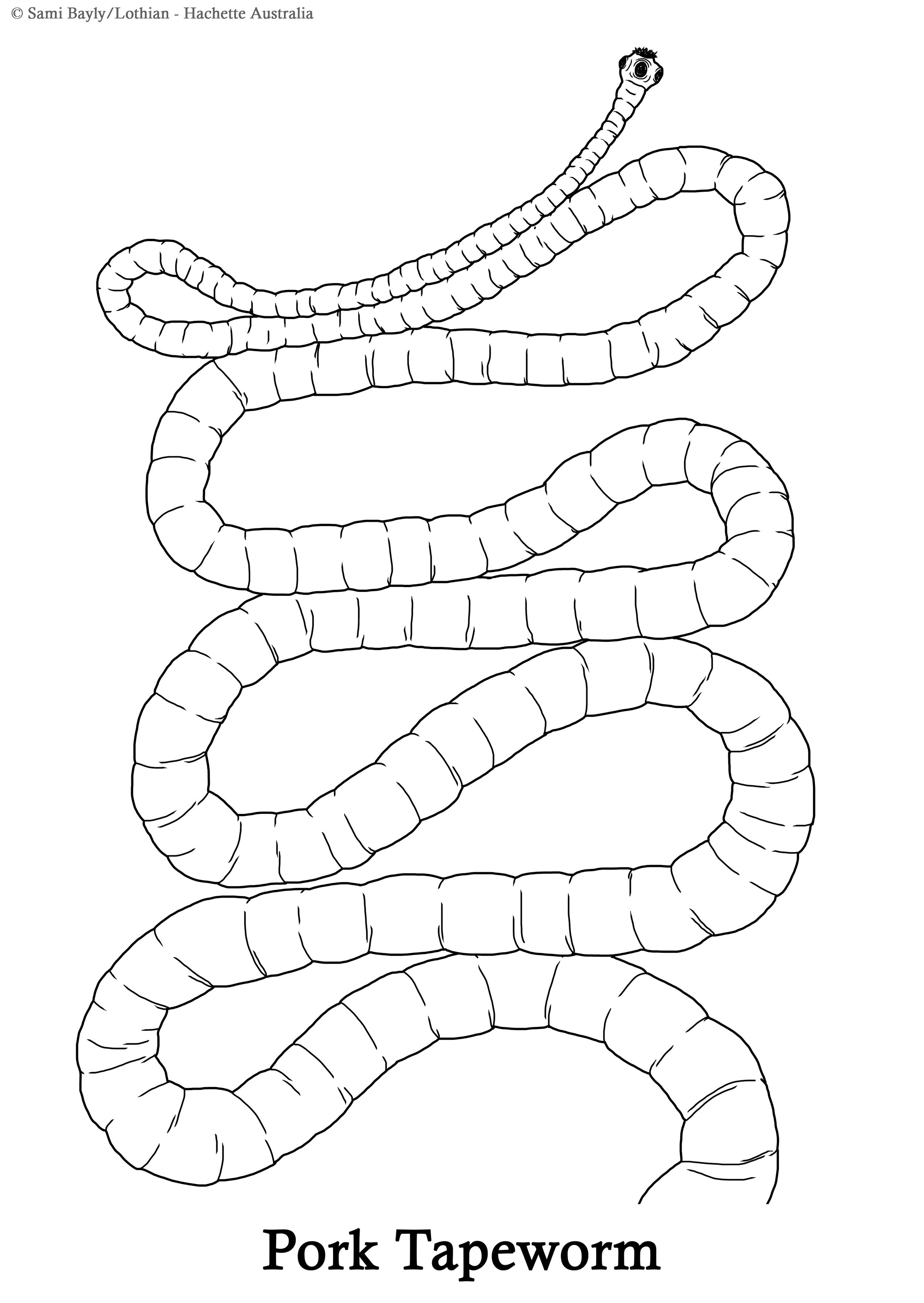 Pork Worm Line Drawing.jpg